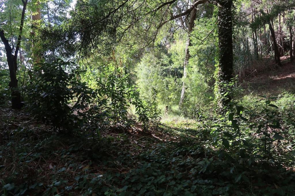 カリェタCasa Maria Quinta 4 "Maria Quinta"アパートメント エクステリア 写真